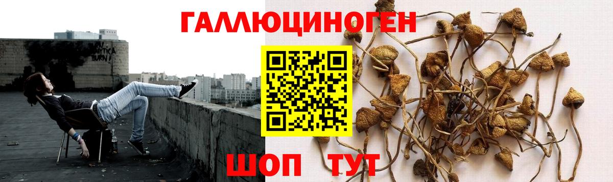 Псилоцибиновые грибы Psilocybine cubensis Богданович